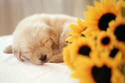 开云APP-北京队完胜广厦队，贝恩成为关键先生