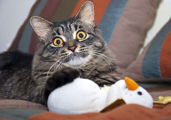 库里硬仗之王加冕夜,奇才式连续得分狂潮,如何让国王俯首称臣?